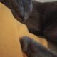 Χάθηκε γάτα Άνω Ιλίσια Φίφη. Γάτα- Ζωγράφου