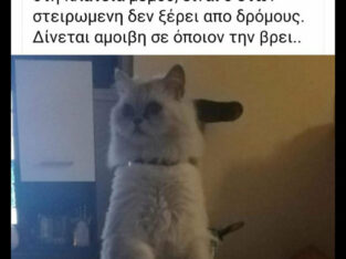 Χάθηκε γάτα Κορυδαλλός Γάτα- Κορυδαλλός
