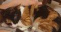 Χαρίζεται γάτα Calico αποπαρασιτωμένη Χανιά Κατοικίδια-Ζώα- Χανιά