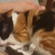 Χαρίζεται γάτα Calico αποπαρασιτωμένη Χανιά Κατοικίδια-Ζώα- Χανιά