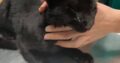 Χαρίζεται τύφλο πάνγλυκο πανθηρακι Γάτα- Χανιά
