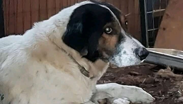 Βρέθηκε σκυλάκος στο Δήμο Διονύσου Σκύλος- Διόνυσος