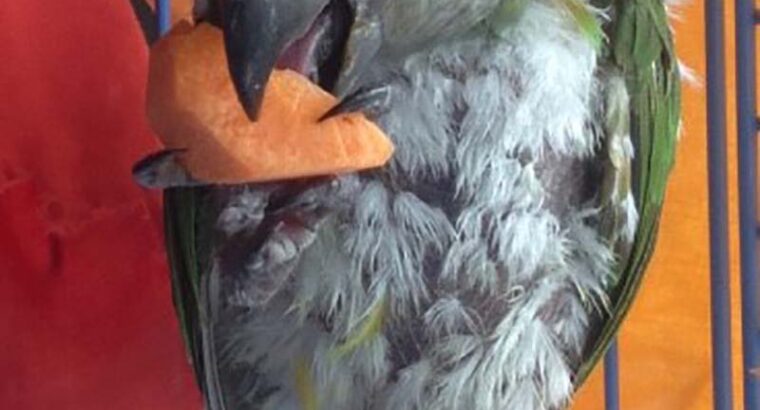 Χάθηκε παπαγάλος Σενεγάλης με δαχτυλίδι QT587 Πτηνό- Τερψιθέα